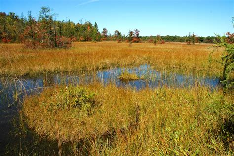 Wetlands regulation stable in Michigan despite Supreme Court ruling changing federal definition ...