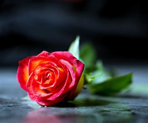 Roses Screensaver Wallpaper - WallpaperSafari