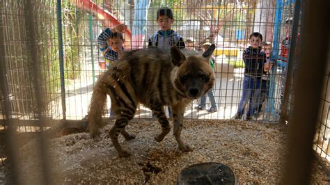 Dozens of animals to be saved from Gaza zoo