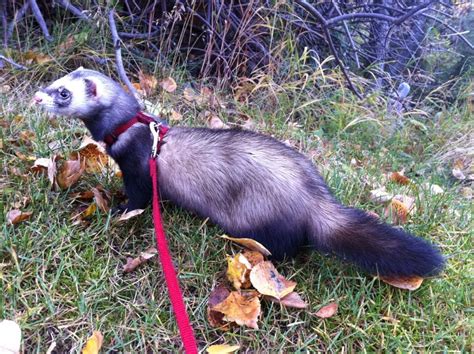 Ferret Colors and Patterns