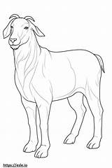 Boer Goat Friendly coloring Page sketch template