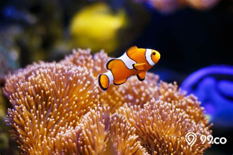 8 Cara Merawat Ikan Badut atau Nemo di Akuarium dengan Mudah