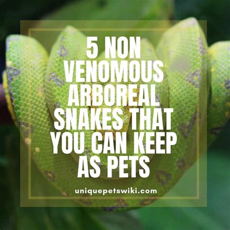 5 Non-Venomous Arboreal Snakes That You Can Keep As Pets