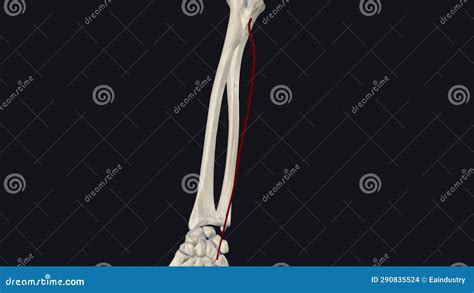 The Ulnar Artery is a Blood Vessel in Your Arm Stock Footage - Video of ...