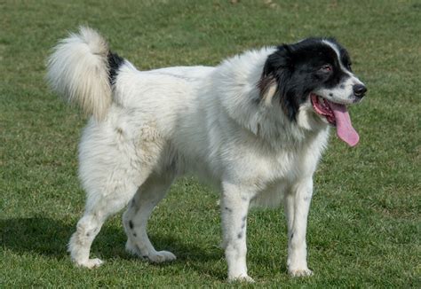 Karakachan Breed Information, Characteristics & Heath Problems | DogZone.com