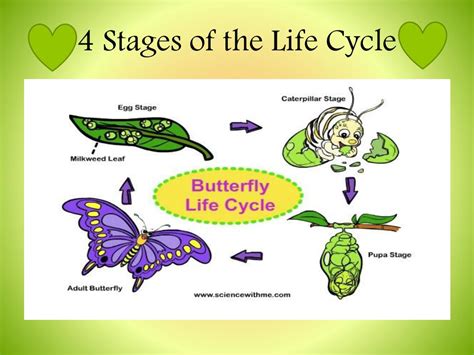 PPT - Life Cycle of the Butterfly PowerPoint Presentation, free download - ID:2823559