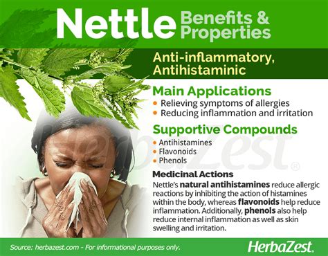 Nettle | HerbaZest