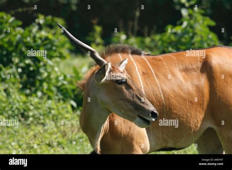 Unicorn, one horned greater kudu Stock Photo - Alamy