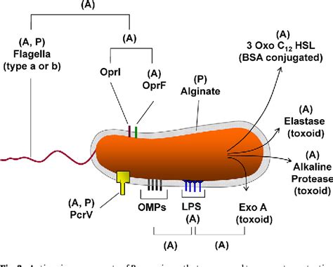 Figure 3 from Antibiotic resistance in Pseudomonas aeruginosa and ...