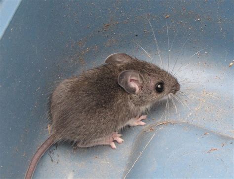 Can Deer Mice Infest Montreal Homes?