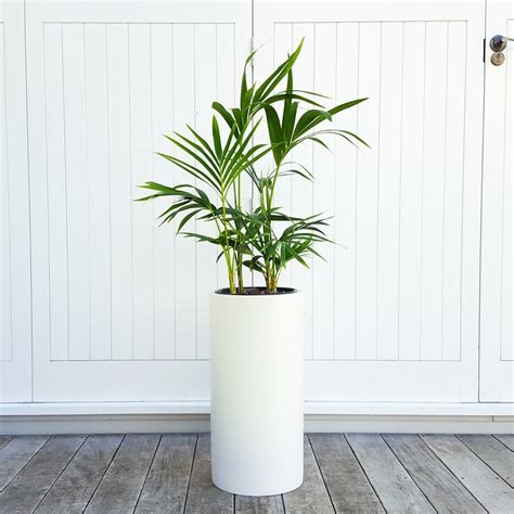 Kentia Palm in Tall White Pot | Graceful - plantandpot.nz