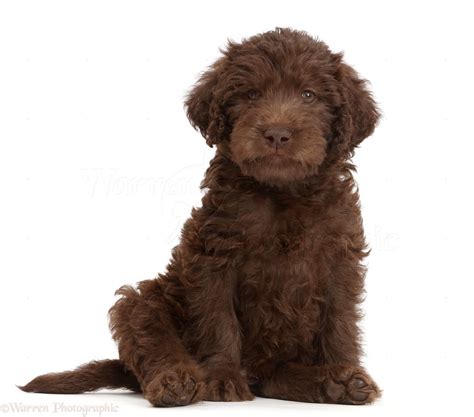 Dog: Chocolate Labradoodle puppy photo WP47696