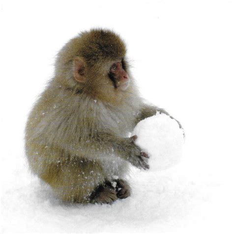 Snow Monkeys - Snowball Fight | Monkeys funny, Monkey pictures, Pet monkey