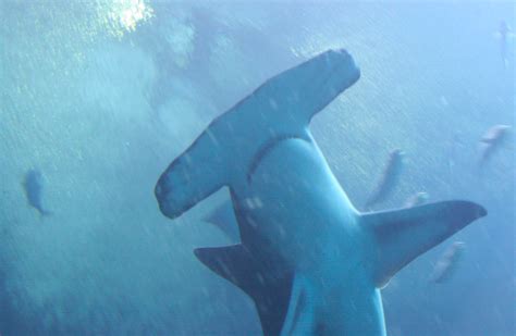 Great Hammerhead Shark | Sphyrna mokarran | Shark Database