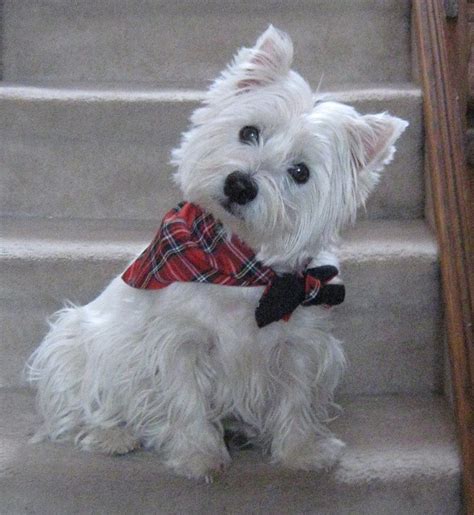 Adorable! The westie head tilt! Westie Puppies, Westies, Cute Puppies, Dogs And Puppies, Cute ...