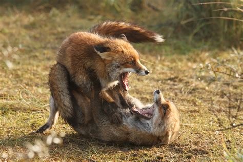 19. Fox Trotting and Fox Fighting - Roeselien Raimond Nature Photography