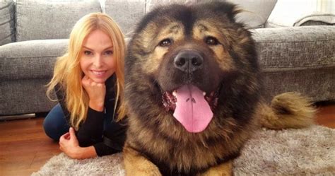 The HUGE & Powerful Caucasian Shepherd Ovcharka Dog – Wolf Killer ...