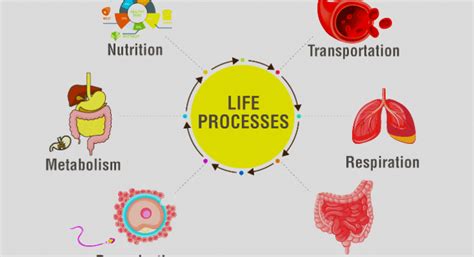 Life Processes Class 10 Notes - CBSE Class Notes Online - Classnotes123