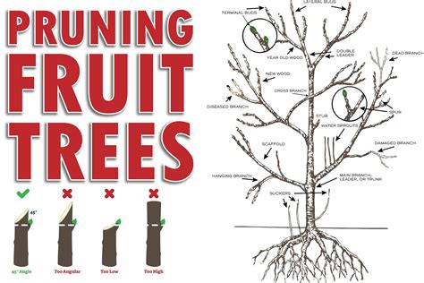 Pruning Fruit Trees: A Simple Guide
