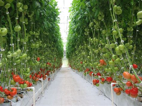 Commercial Greenhouses Photo Gallery | Hydroponic farming, Hydroponics ...