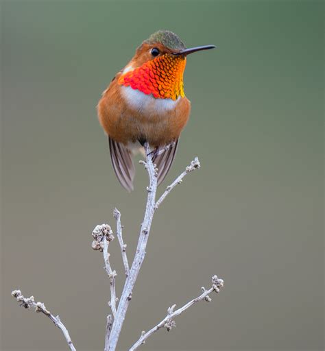 Details : Allen's Hummingbird - BirdGuides