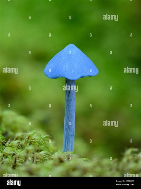 The blue mushroom Entoloma hochstetteri native to the rainforests of ...