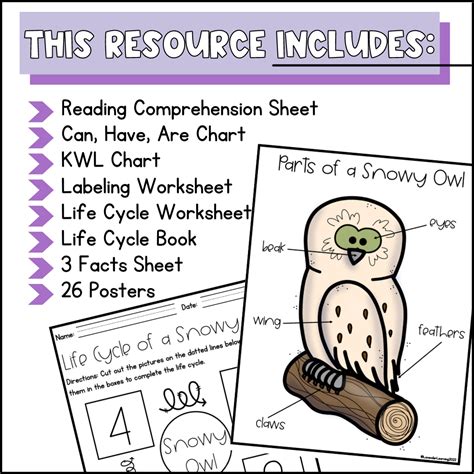 Life Cycle of a Snowy Owl Activities, Worksheets, Booklet - Snowy Owl Life Cycle | Made By Teachers