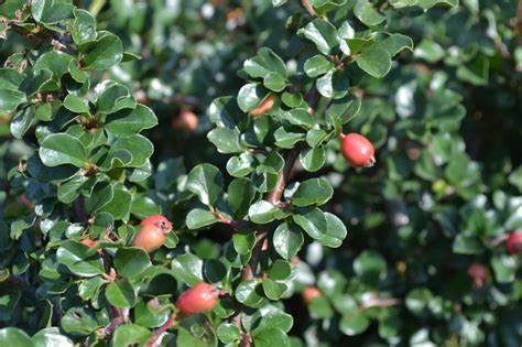 Cranberry Cotoneaster is a deciduous shrub with bright red berries.