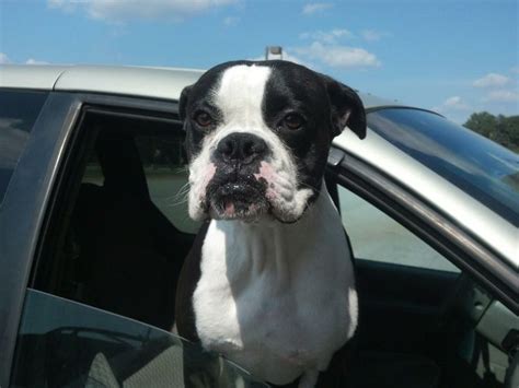 Rare black and white Boxer dog | White boxer dogs, Boxer dogs, Boxer ...