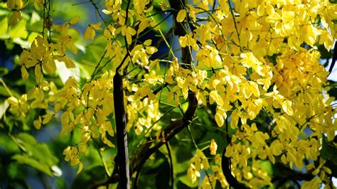 Amaltas - The Forgotten Tree﻿