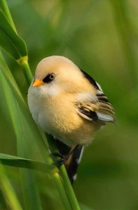 Cute little bird | Beautiful birds, Funny birds, Rare birds