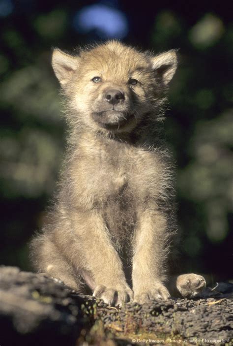 Young Grey Wolf Pup in Montana