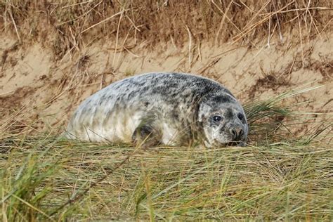 Donna Nook Seals | Visit Baby Seals In England • Life of Y