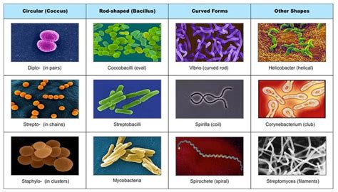 bacterial cell morphology and arrangement - Google Search ...