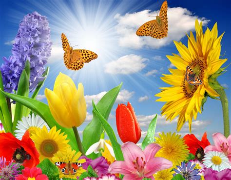 Butterfly Summer Desktop Wallpapers - Top Free Butterfly Summer Desktop Backgrounds ...