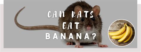 ᐅ Can Rats Eat Banana? | Toxic or Healthy