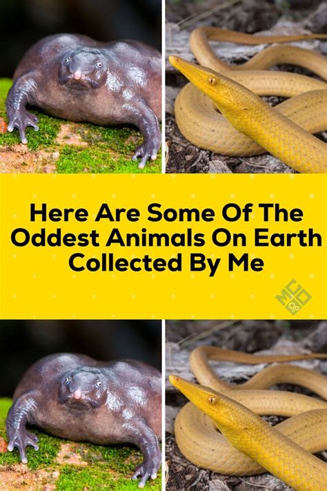 Here are some of the oddest animals on earth collected by me – Artofit