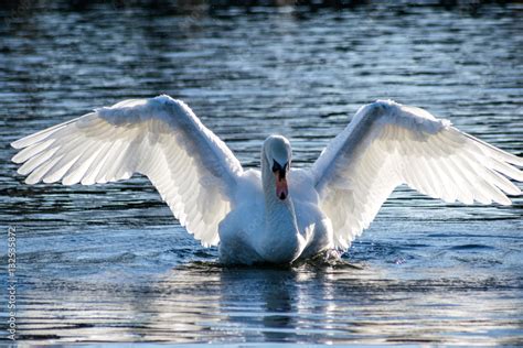 Swan spreading its wings Stock Photo | Adobe Stock