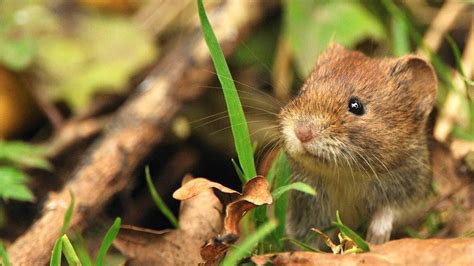 Bank Vole (Myodes glareolus) - Woodland Trust