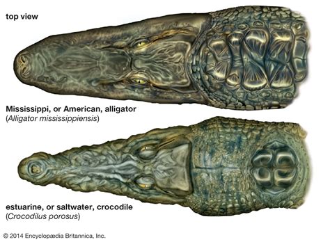 Saltwater crocodile | Size, Diet, Population, & Facts | Britannica