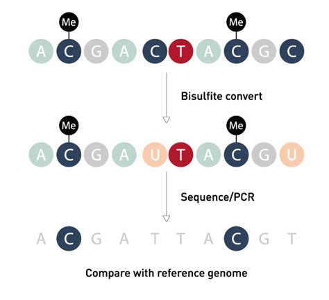 DNA Methylation - Bisulfite conversion - Epigenetics | Diagenode