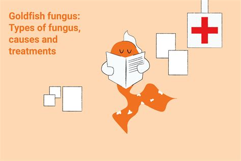 Goldfish fungus: Types of fungus, causes and treatments | The Goldfish Tank