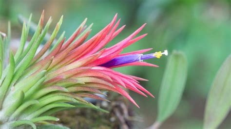 Tillandsia Ionantha Care Made Easy — Our Best Tips!