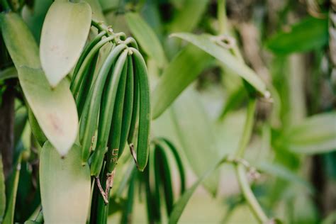 Everything you Need to Know About Growing Vanilla Beans – Vanilla Bean Kings