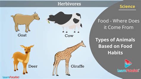 Food - Where Does it Come From Class 6 Science - Types of Animals Based on Food Habits - YouTube