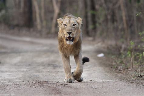 Glimpses of Gir Forest: Planning your trip to Gir National Park? Here is all you need to know ...