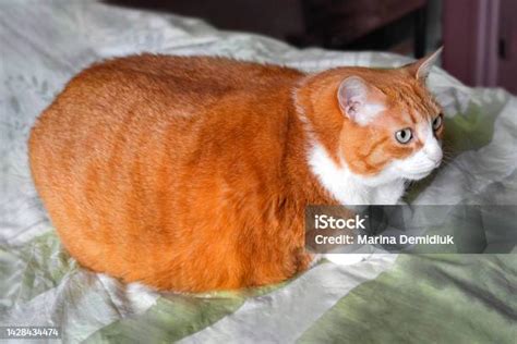 Very Fat Cat Sitting On A Bed Ginger And White Striped Cat Is Large Big ...