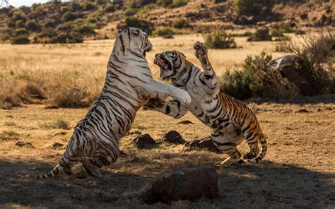 Ire of the tiger: rare moment Bengal tigers are seen battling head-to-head - Caters News Agency