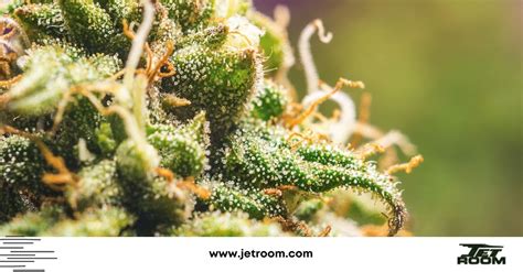 How to Pick a Strain From a Our Dispensary in Los Angeles — Jet Room