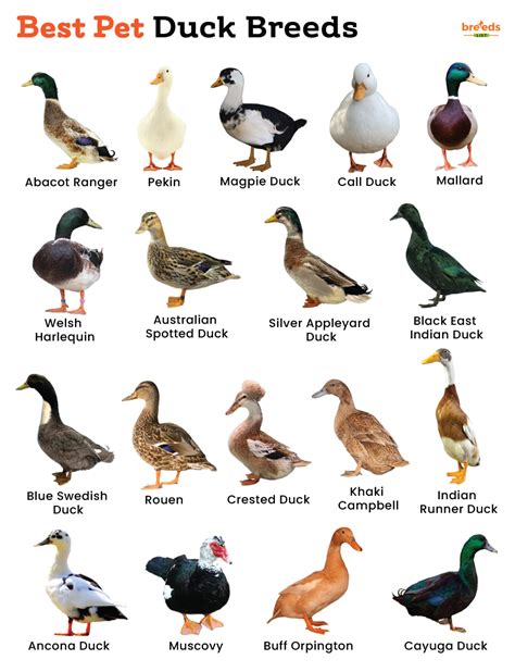 List of Best Pet Duck Breeds With Pictures